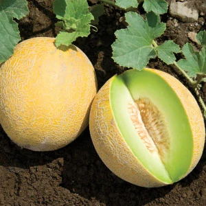 MELON CUKROVÝ so zelenou dužinoukv. 9 cm -1ks