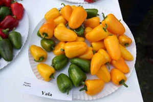 PAPRIKA SNACK "YALA F1" 1 ks