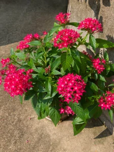 PENTAS Lucky Star Lipstick 12 cm