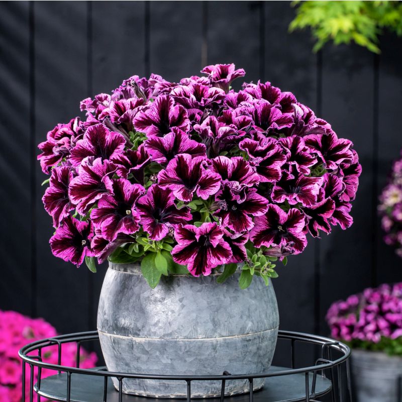 Petunia - GO!Tunia® Cosmic Pink