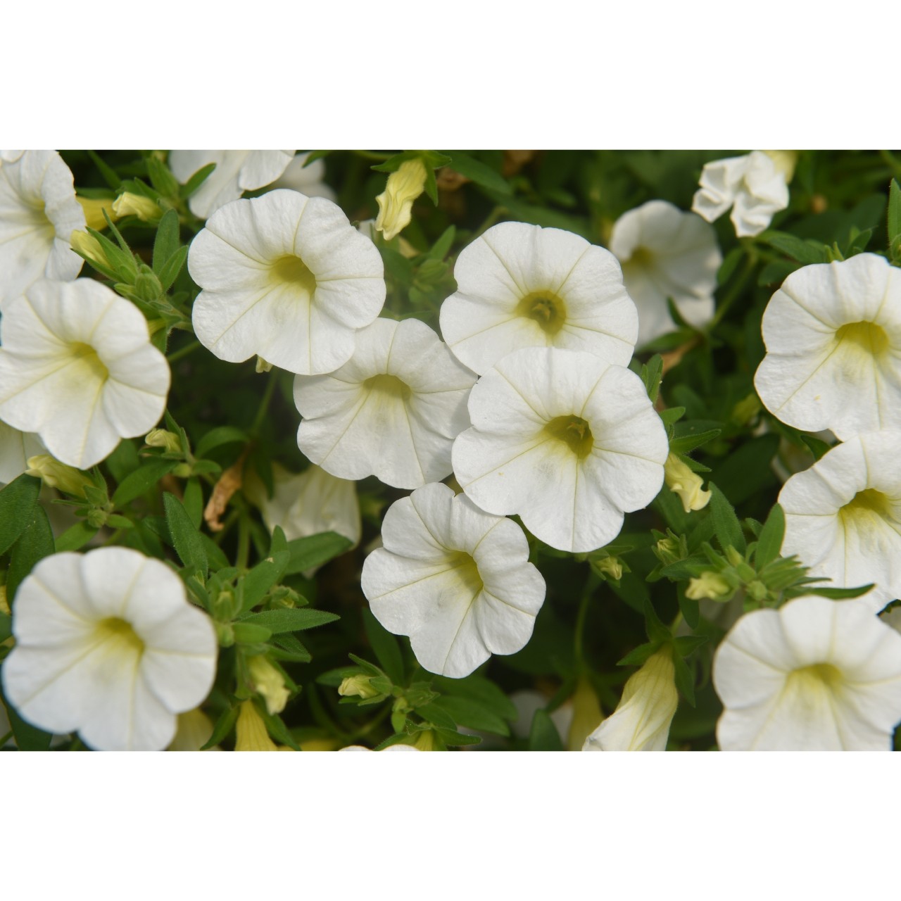 Calibrachoa - Cabaret®Early White Compact