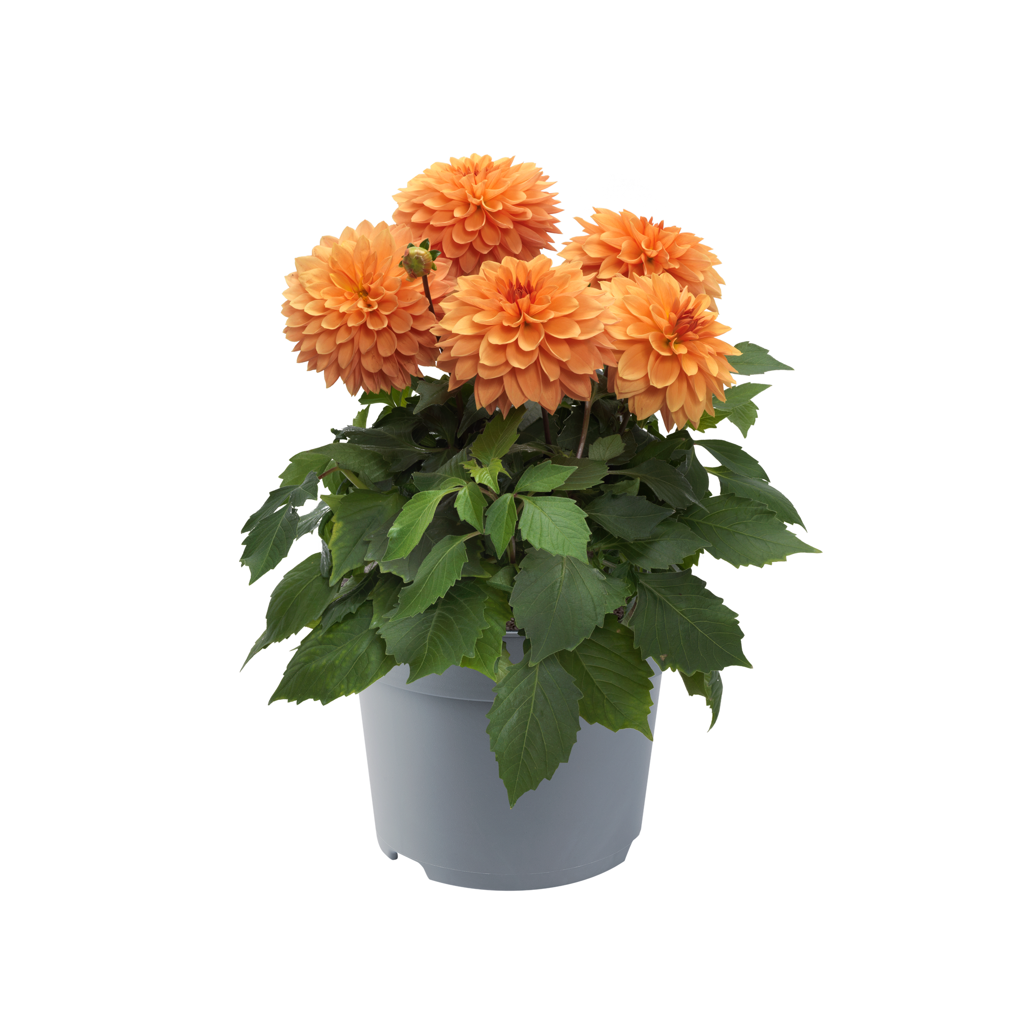 Dahlia - Dalina® Maxi Apricot