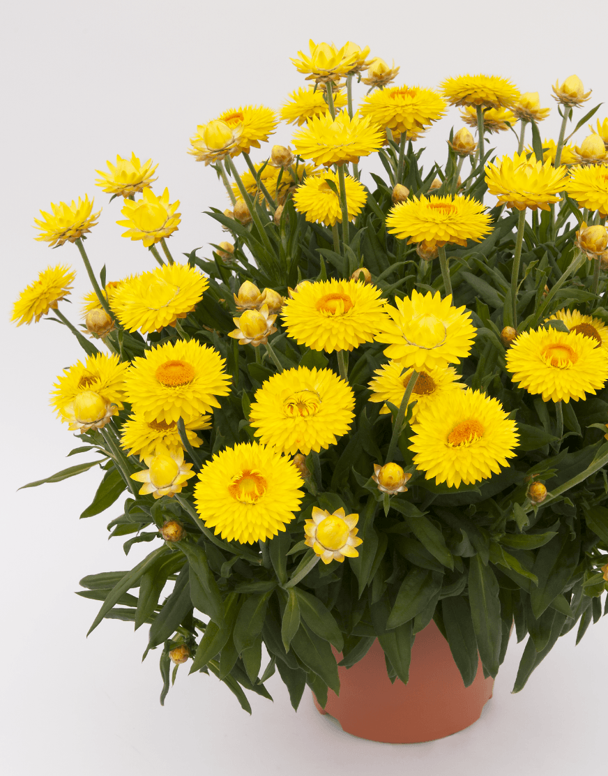 Bracteantha bracteata - Crispy Yellow kv. 12cm
