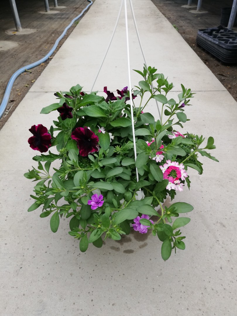 Závesný kvetináč CONFFETI GARDEN MIX - 27 cm