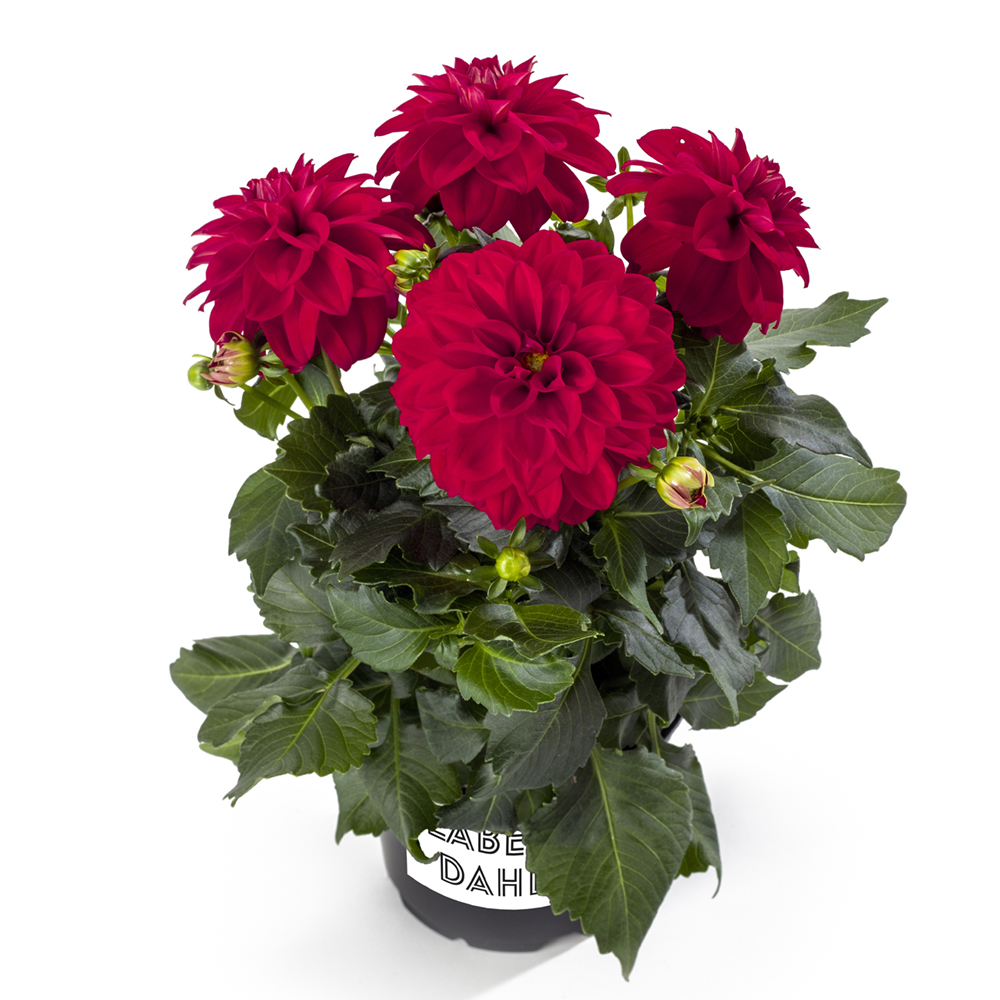 Dahlia - Novation®  RED
