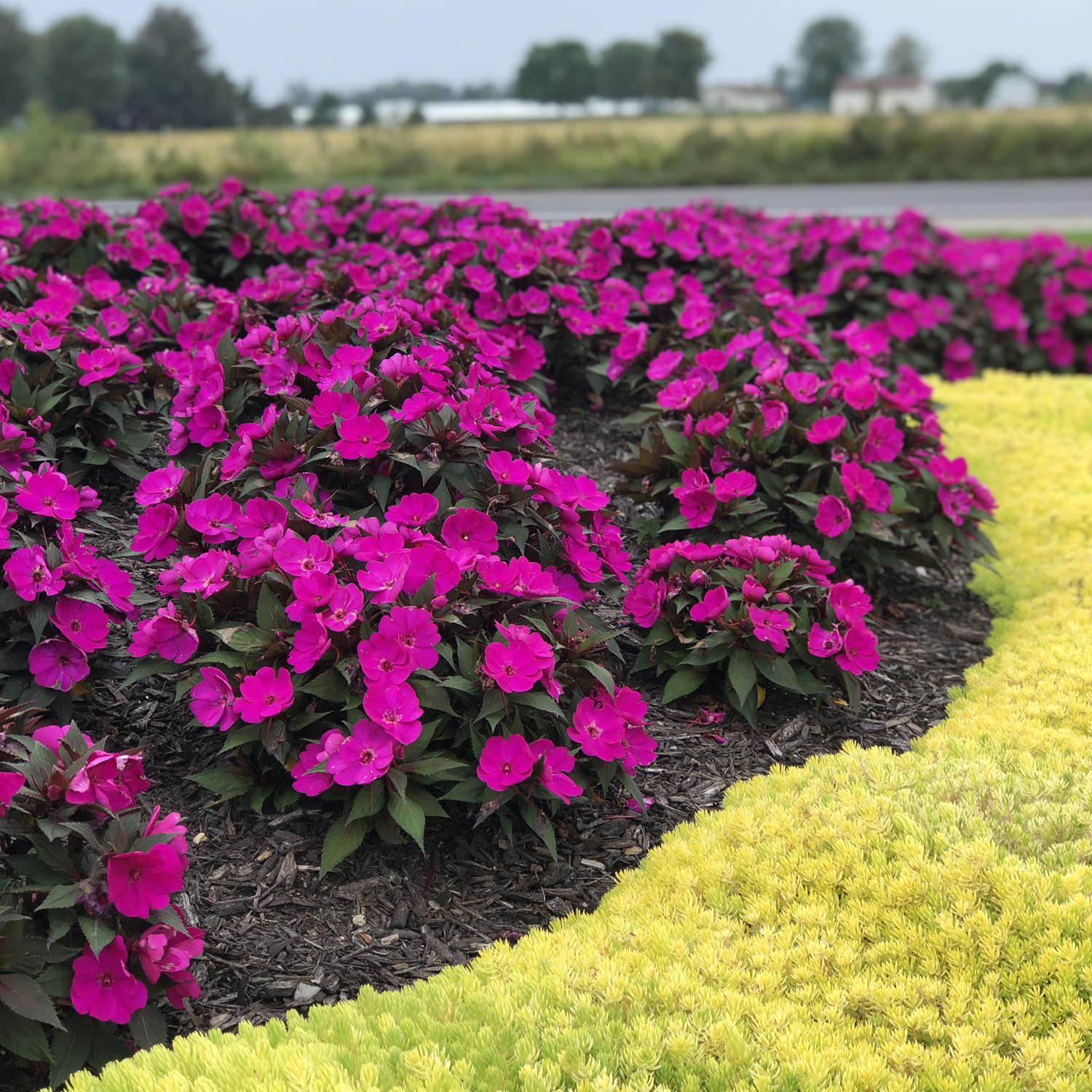 Netýkavky - SunPatiens® Compact Purple