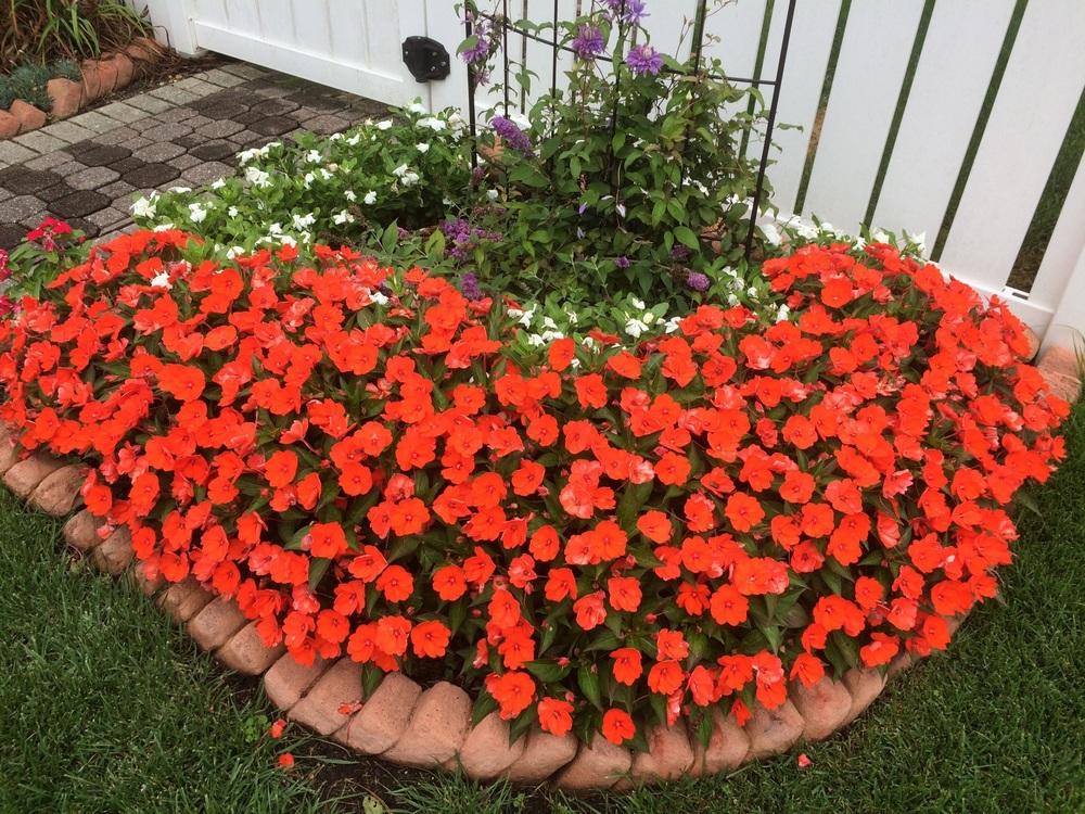 Netýkavky - SunPatiens® Compact Red