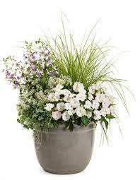 Netýkavky - SunPatiens® Compact White