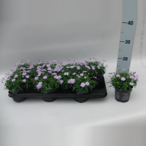 Brachyscome - Delight® Mauve - malé kvety