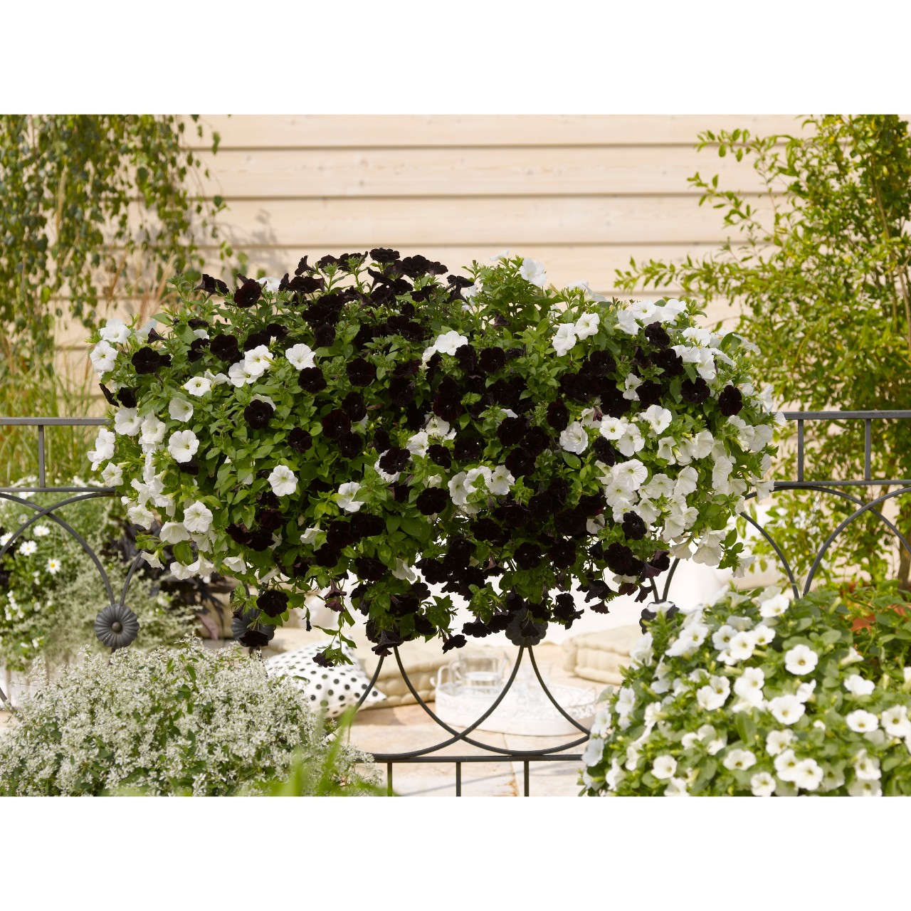 Petunia - Sweetunia® Black 