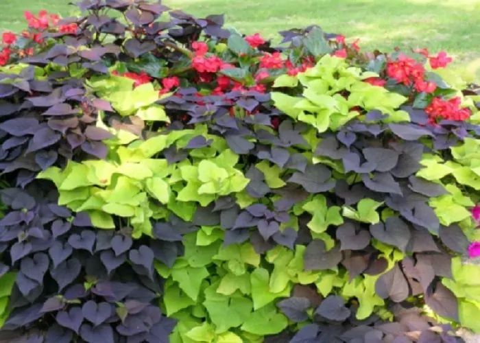 Ipomea batatas -´BLACK TONE´
