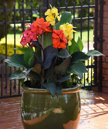 Kanna - Canna Cannova BRONZE RED