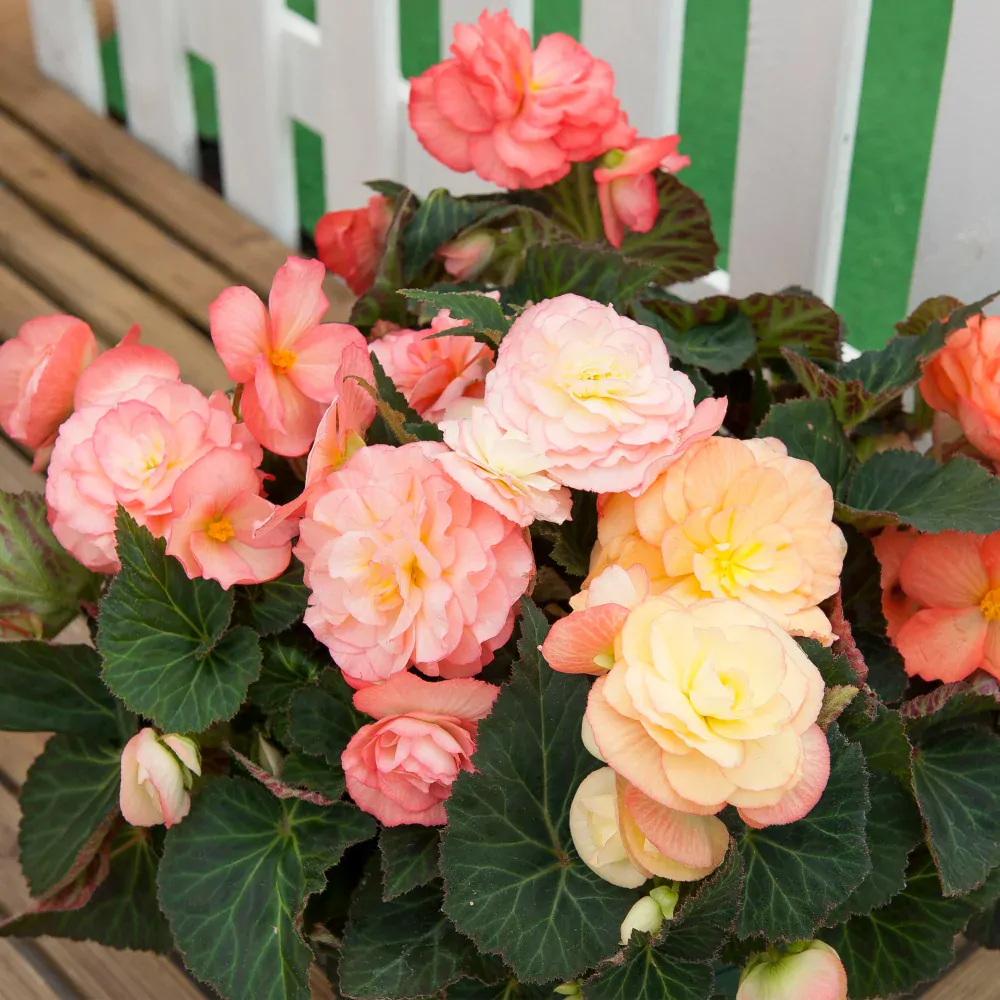 Begonia NONSTOP F1 - SALMON BICOLOR