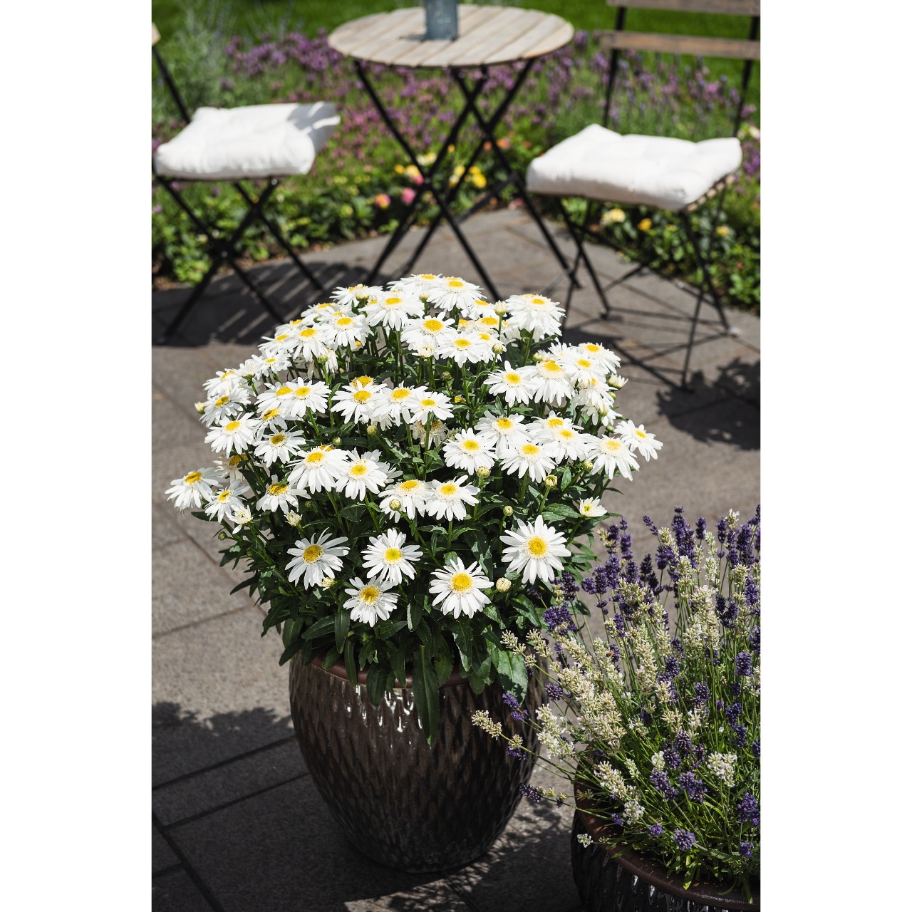 Leucanthemum SWEET DAISY BIRDY kont. (14cm)