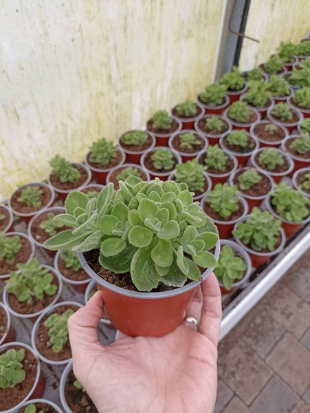 Nádchovník - Rímovník kv 10.5 cm