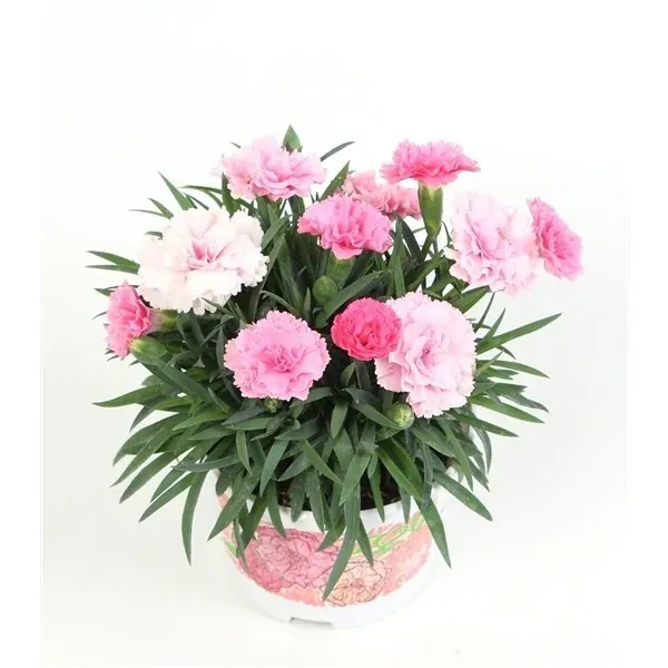 Dianthus ´I love YOU´