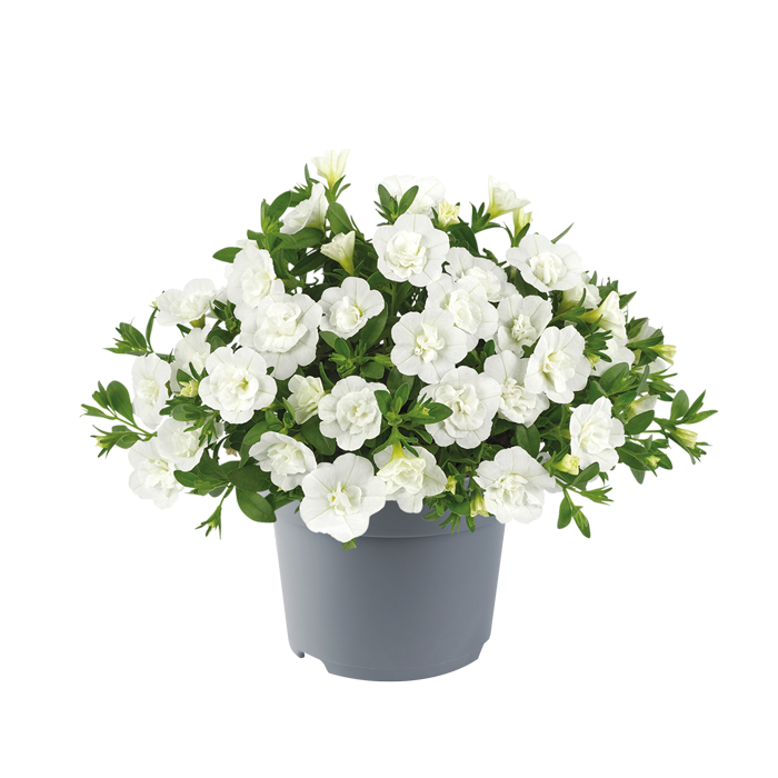 Calibrachoa - Cabaret® Double White Improved