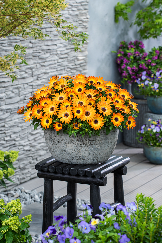 Osteospermum - Dalina™ Orange Sunset
