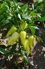 PAPRIKA "PROMONTOR F1" 1 ks