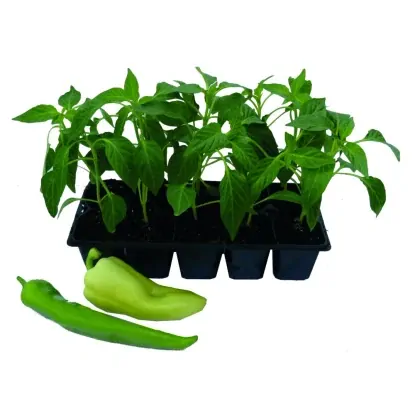 PAPRIKA BARANIE ROHY 10ks