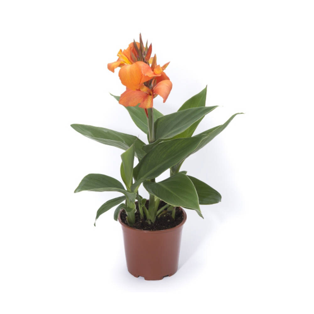 Kana - Canna Cannova ORANGE