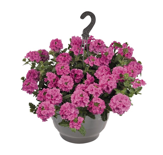 Verbena - Empress Flair Burgundy