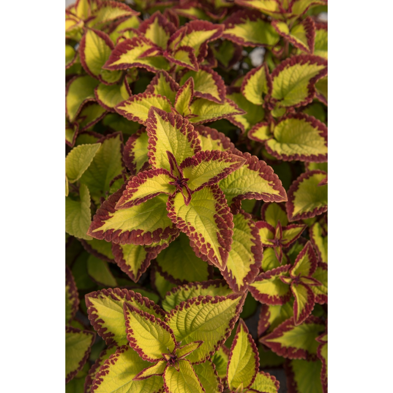 Koleus - Stained Glassworks VELVET kv.11cm