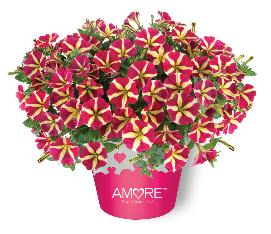 Petunia - Amore® Queen of Hearts