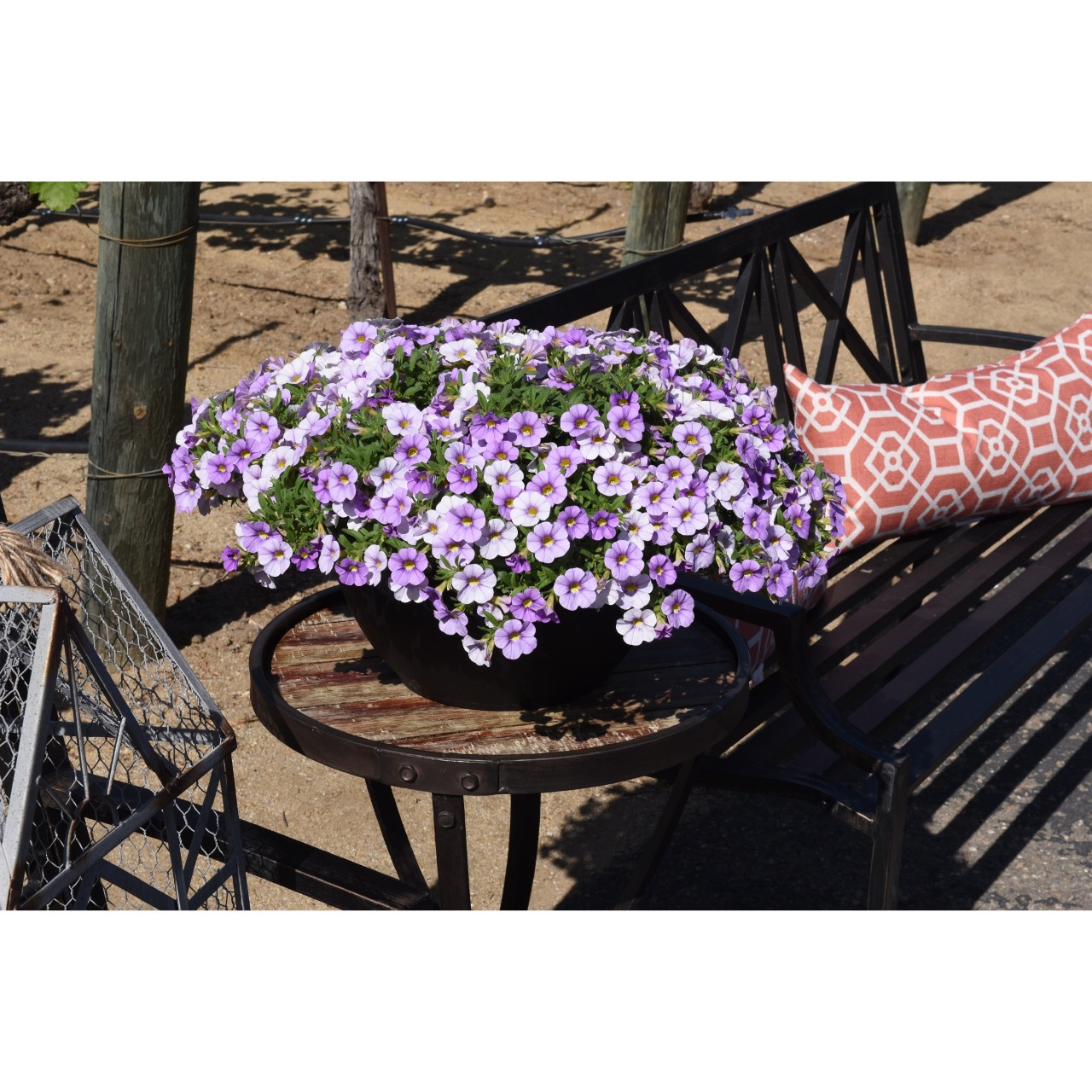 Calibrachoa - Cabaret®Compact Lavender