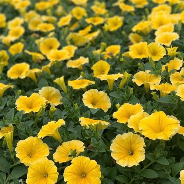Petunia - Bee’s Knees yellow