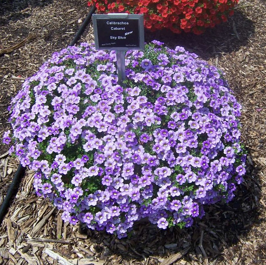 Calibrachoa - Cabaret® Early Blue