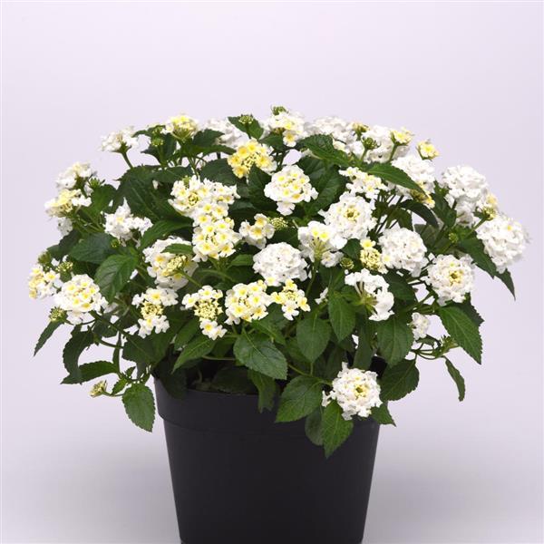 Lantana -Havana White kv.10,5 cm