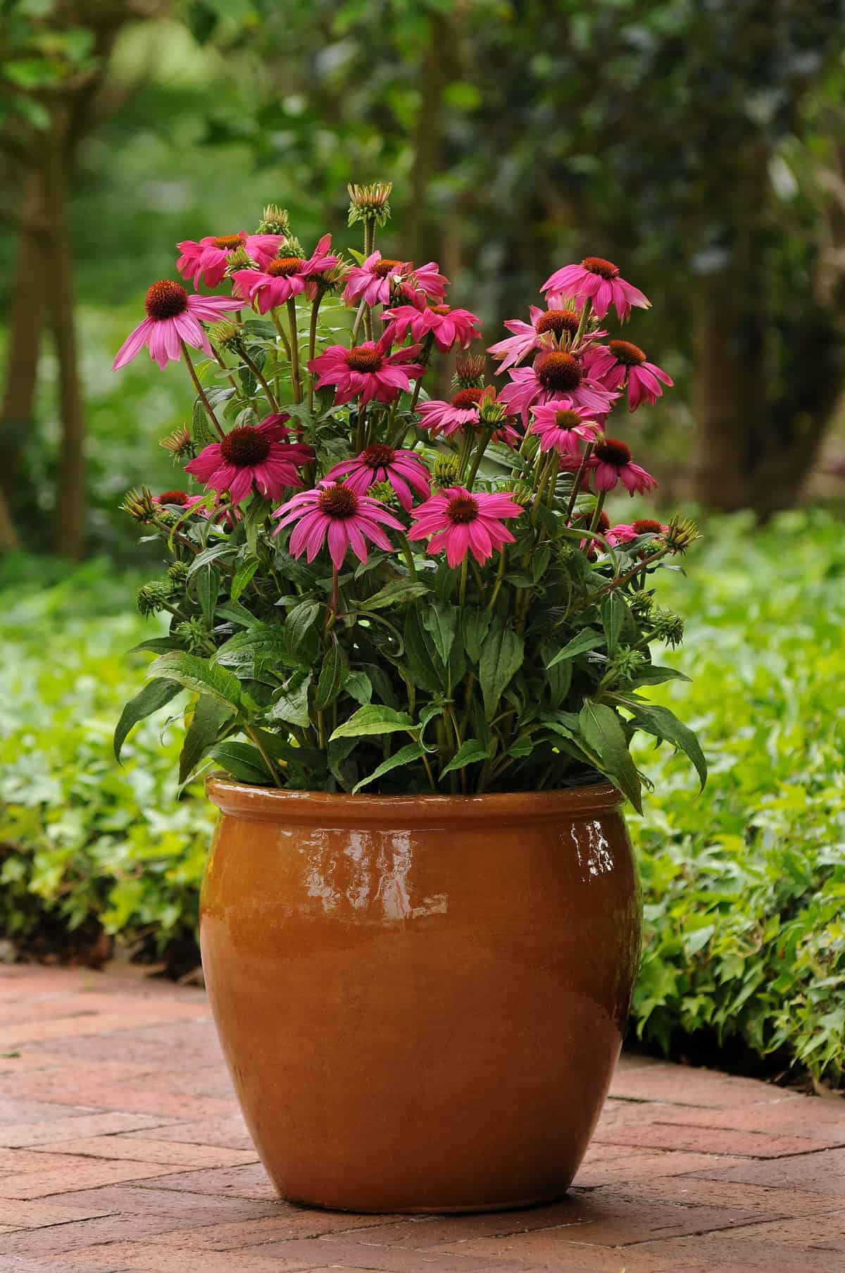 Echinácea - POW WOW WILD BERRY kont. 0,5l (12cm)