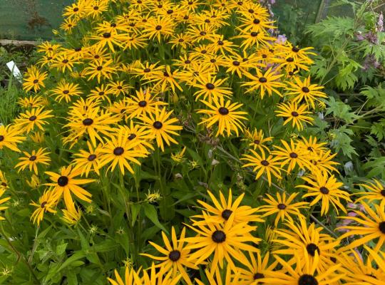 Rudbeckia fulgida - GoldBlitz