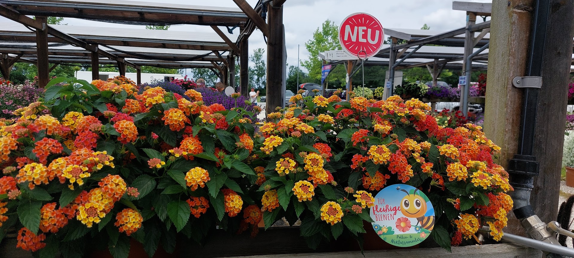 Lantana - Shamrock Peach kv. 12cm