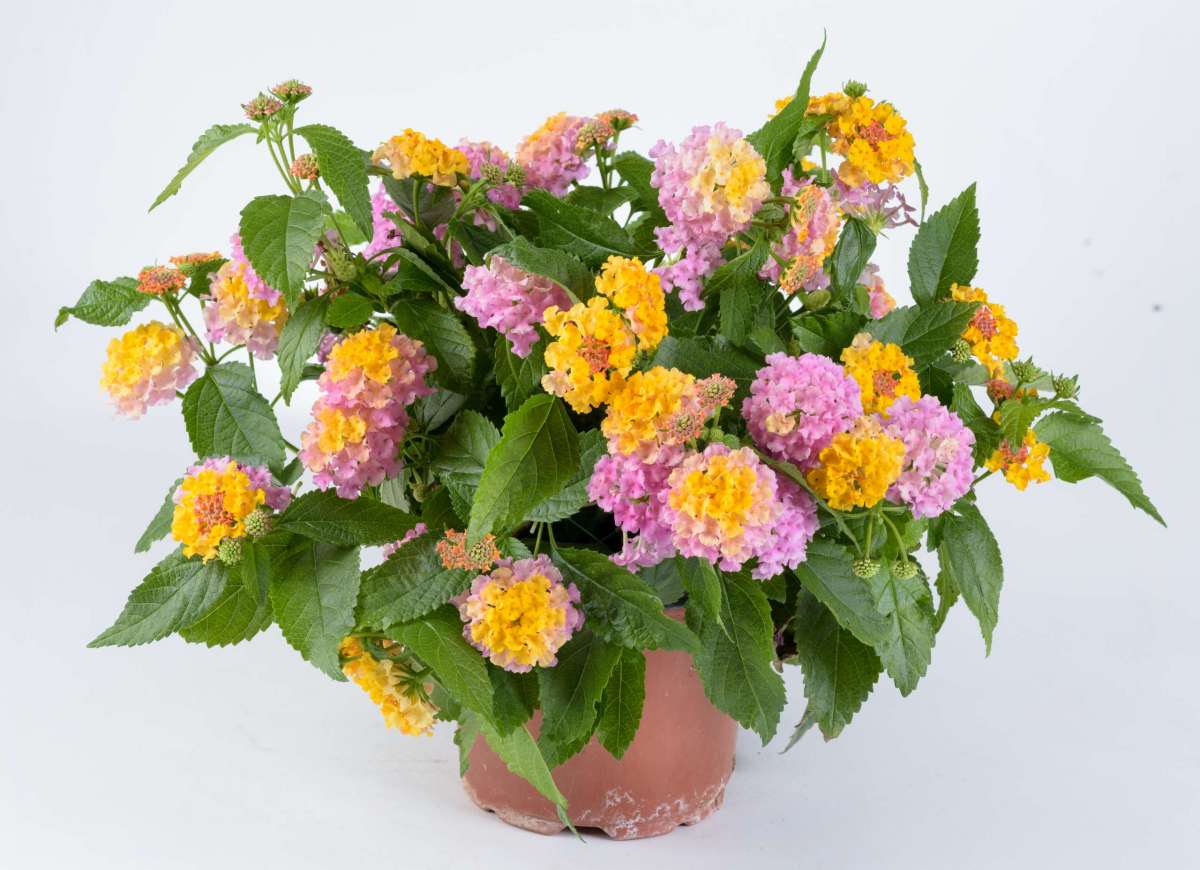 Lantana - Havana Rose kv.10,5 cm