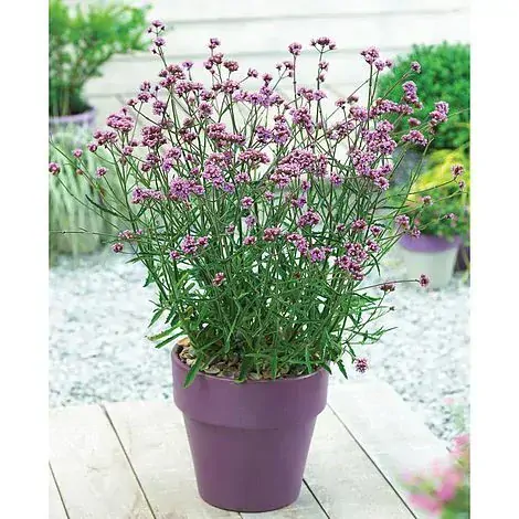 Verbena Bonariensis BONNIE BLUE kont. 0,5 l (12cm)
