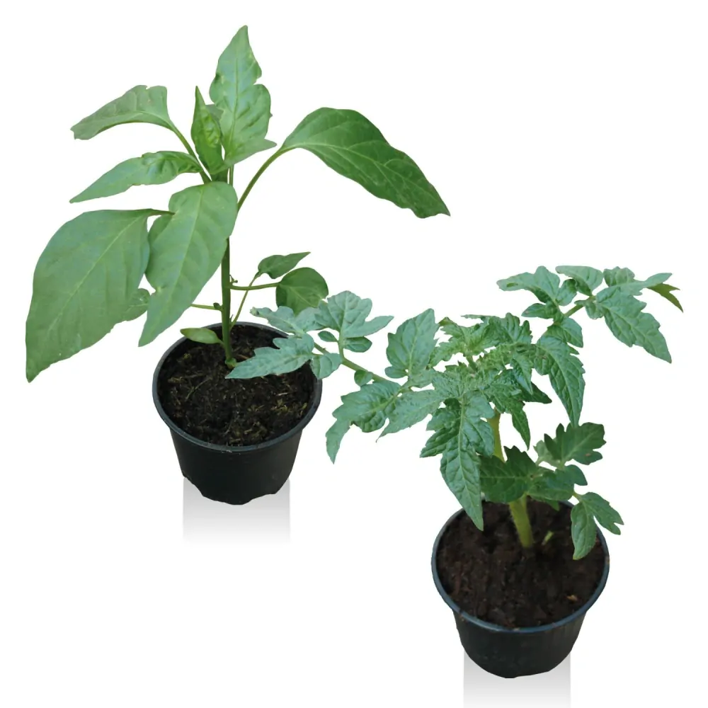 PAPRIKA "BLONDY F1" 1ks