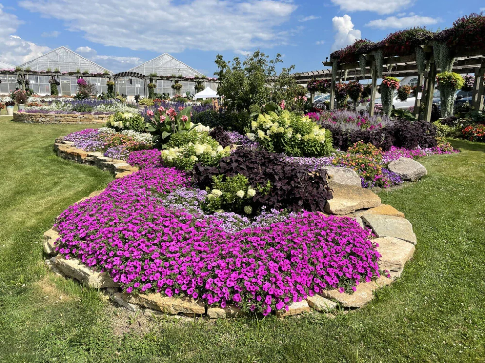 Petunia - SUPERTUNIA® VISTA™ Raspberry®