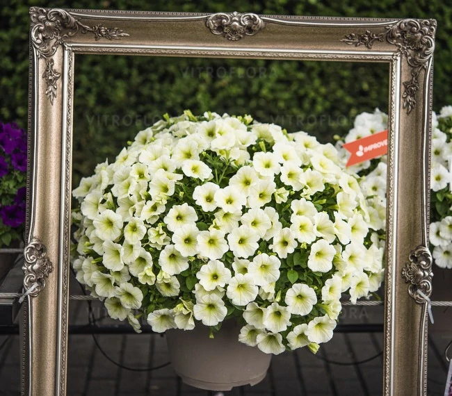 Petunia - Sweetunia® Popcorn