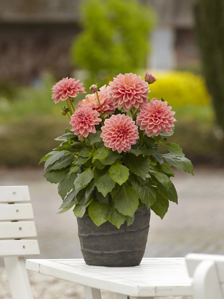 Dahlia - Novation®  SALMOM