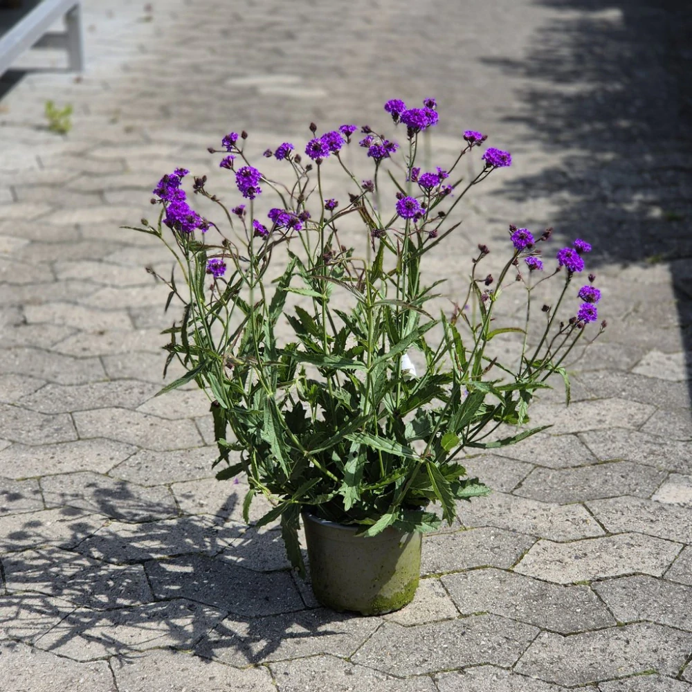Železník tuhý - Venosa Lilac - kont. 0,5l (12 cm)