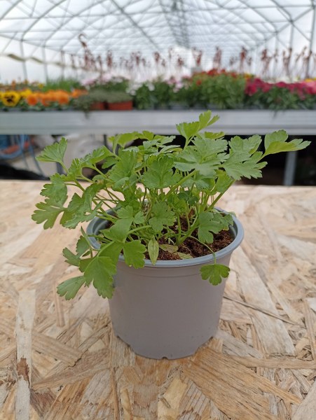 Petržlenová vňať hladká kv.10cm