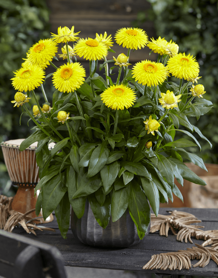 Bracteantha bracteata - Crispy Yellow kv. 12cm