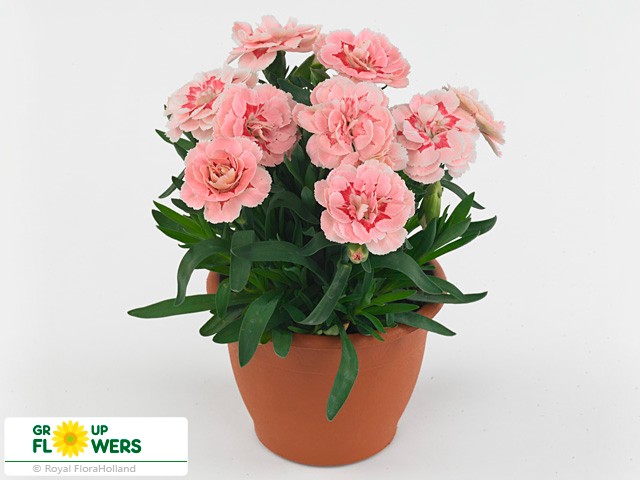 Dianthus Oscar® Pink