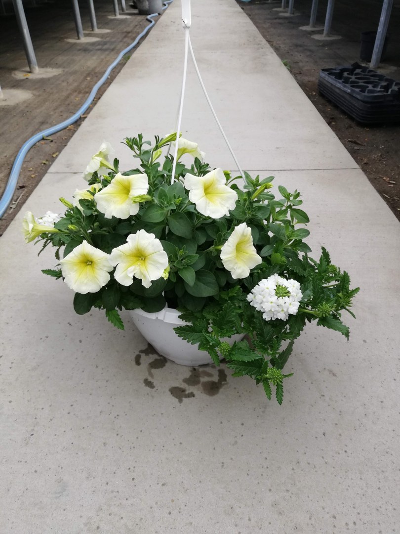 Závesný kvetináč CONFFETI GARDEN MIX - 27 cm