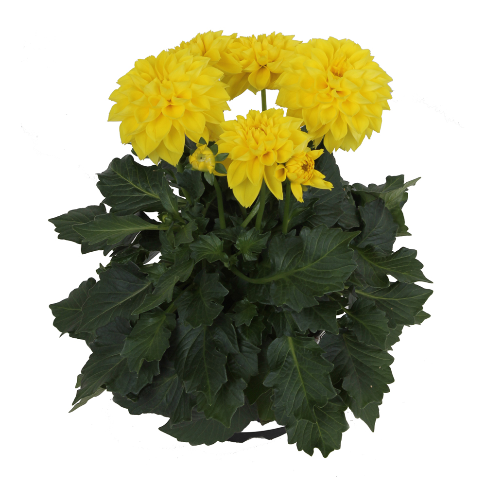 Dahlia -  Novation®  YELLOW 12cm
