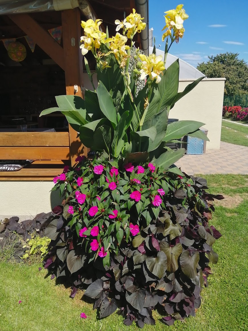Netýkavky - SunPatiens® Compact Purple