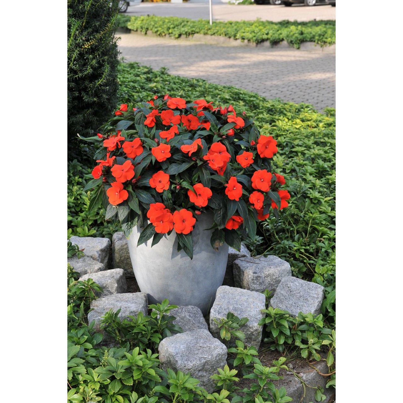 Netýkavky - SunPatiens® Compact Red