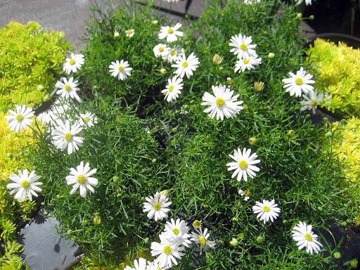 Brachyscome - Surdaisy® White - malé kvety